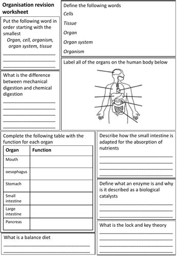 year 8 science quizzes|Year 8 Science Worksheets .